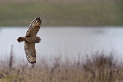 Een andere velduil nogmaals, maar niet op de plaats waar er al vele van op BirdPix staan.
Deze zit "vlakbij". Hoef ik niet zo ver te rijden. Scheelt een boel benzine en tijd!
Deze was aan het jagen en liet eventjes mooi de onderkant zien.
Hoop dat jullie nog niet "veld-uil-moe-zijn".