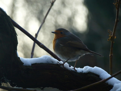 Ik vond dit wel een schattige foto van het roodborstje in de witte sneeuw (de eerste van het jaar! eindelijk). Hij zat te wachten tot ik weg ging bij het etensbakje. Gemaakt in de schemering en een klein beetje tegenlicht, wat ik wel iets vind hebben, vandaar de donkerdere kleuren.