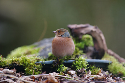 Een relaxte vink op de voedrplaats die even een aantal poses aannam waar ik uit kon kiezen