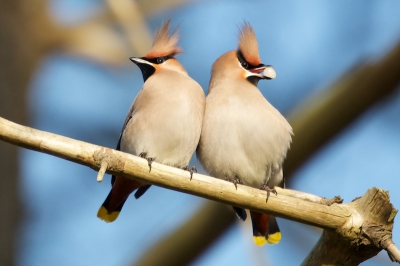 Vanmiddag was ik bij de Tenelleplas en had de mazzel om deze twee pestvogels samen vast te leggen.