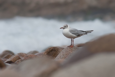 Op het keienstrand van l'anse du brick in Normandi waren veel kokmeeuwen aanwezig. Dit plaatje van de kokmeeuw vond ik wel mooi. De keien op de voorgrond, de woeste zee (schuim) en de vage achtergrond van de rotsen.