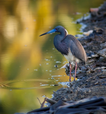 Kon de nederlandse naam van deze mooie reigersoort zo snel niet vinden...gevonden met behulp van de vogelgoeroe van Tobago bij een kleine rommelige plas die je zelf nooit zou vinden..