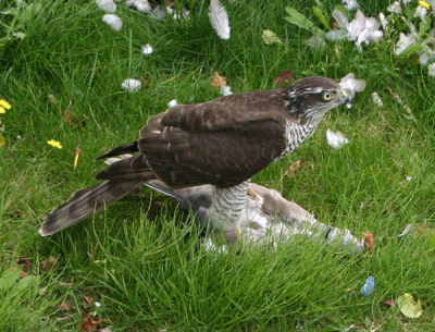In tegenstelling tot mijn vorige foto zie je hier dat lelijke hek niet. Ik vind de vogel hier alleen wat minder mooi op staan.