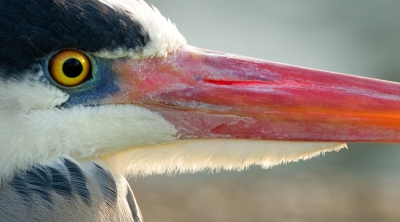 Ik doe gewoon nog steeds net of het voorjaar is. Vandaag de eerste zingende Vink in de tuin. Ook zingt de Heggenmus nog steeds. En deze Blauwe Reiger is er ook helemaal klaar voor!