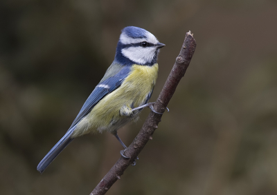 Deze pimpelmees kwam even in onze tuin buurten.
Ik kon het niet laten om er een foto van te maken.
