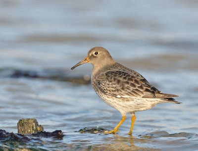 Eindelijk weer een zonnetje, het was wel koud aan de kust maar daar trokken de vogels zich ook niets van aan.