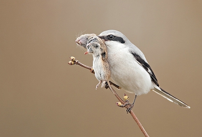 Deze foto heb ik enkele seconden mogen nemen na de vorige upload van de klapekster.
De klapekster pakte zijn muis op vanaf het takje, kroop omhoog en vloog met zijn prooi weg.