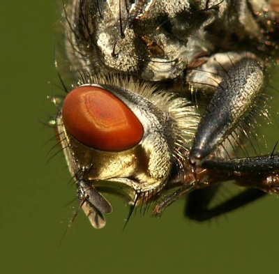 Op 16 augustus waren we wat aan het kijken bij de Polderbaan; Schiphol.
Daar zagen we deze Dambordvleesvlieg in een akkerland zitten. Ik heb er een close-up foto van kunnen maken met de Konica Minolta Dynax 7d + Tamron 180 mm macrolens. 
De vlieg ziet er maar vies uit zo dicht bij gezien.

Groetjes van Agnes