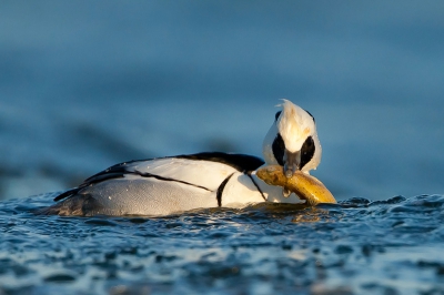 Waarschijnlijk de laatste kans vandaag om nonnetjes te fotograferen binnen korte afstand. Het open water vriest aan de randen ook al snel dicht. Dus vanmorgen vroeg met de ligtent op pad. Kleumend bij -7 gaden (gevoelstemperatuur -20?) hield ik het precies een uur vol aan de waterkant. Daarna waren m'n vingers niet meer in staat de sluiter in te drukken. Maar m'n non met vis had ik! Zo'n ochtend vergeet je nooit meer.