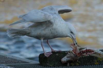 Vanmiddag hadden de vissers van Den oever het nodige visafval op de kade gegooid. Veel vogels, waaronder de Grote Burgemeester wisten er wel raad mee. Smullen maar!!
Vanuit de auto op rijstzak.