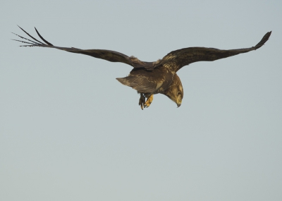 Deze Buizerd kwam precies boven mij hangen toen ik rond reed bij de Plompe Toren. Hij bleef gelukkig even hangen zodat ik mooi een foto van hem kon maken.