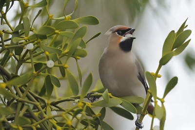 pestvogel met bes maretak
Een zeldzame vogel met een zeldzame plant