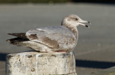 Van deze vogel is de determinatie nog niet afgerond. Het is een opvallende verschijning in de haven van Den Oever tussen alle andere meeuwen die daar verblijven. Vanuit de auto op rijstzak.