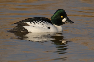 Tijdens het fotograferen van de serie die ik op birdpix heb laten zien van de Grote Zaagbek met paling, kreeg ik ook de kans om deze mooie Brilduiker te fotograferen. Voor het eerst dat ik de vogel op redelijke afstand 18,8 meter heb kunnen vastleggen. Ben daar natuurlijk erg blij mee!