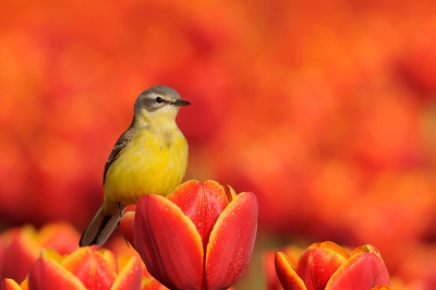 Op een vroege zaterdagmorgen op pad gegaan om te proberen de Gele Kwikstaart te fotograferen op tulpen in de polder. Als je dat voor ogen hebt en achteraf het resultaat kunt laten zien is dat natuurlijk kicken. Ben ontzettend blij met deze unieke combinatie.