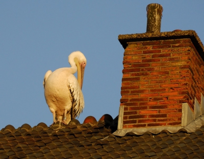 Deze pelikaan is 'Blauwerik' een van de uit Safaripark Beekse Bergen ontsnapte dieren in 2010. Deze foto is gemaakt vanaf de straat terwijl het dier rustte op het dak van een huis aan de Laan van Meerdervoort in Den Haag. Destijds is de foto door Beekse Bergen opgevraagd voor gebruik en hij is her en der nog op websites te zien, met de verkeerde informatie erbij. Dan mag natuurlijk de originele, met juiste tekst natuurlijk niet op Birdpix ontbreken. Dit is het dier dat later, noordelijker, door een boer in een schuur is gevangen tot het werd opgehaald door medewerkers van het park.