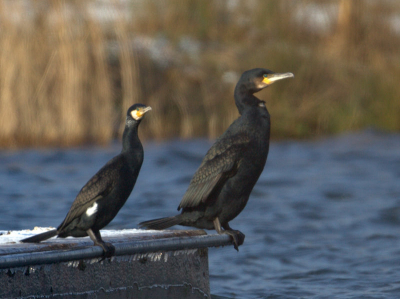 Grote aalscholver gezeten tussen de  andere aalscholvers, op een vlot en het was  er knipkoud