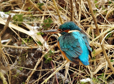 ik wilde eigenlijk naar ijmuiden om te kijken of de kb er was,maar de verwachtte sneeuw zag ik niet zo zitten eigenlijk daarbij.
dus maar even het park in hier en al lopend kwam ik het ijsvogeltje tegen die ik al een paar jaar een beetje fatsoenlijk op de foto wil hebben.
erg moeilijk diertje maar nu eindelijk na veel proberen toch aardig gelukt vindt ik .
je moet zo snel zijn bij dit vogeltje je krijgt heel even en dan is ie echt foetsie.