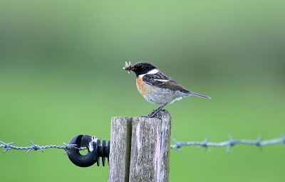 Op weg naar een nest....