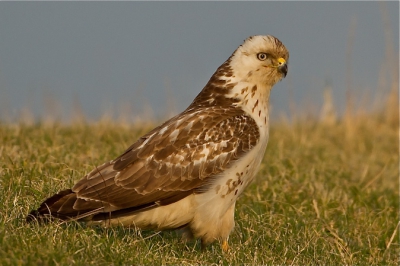 deze buizerd zat op de kruin van de zeedijk, en wilde wel even poseren.