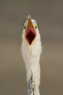 Volgde deze reiger die verstokt op het ijs stond.

opeens begon hij te gapen/schreeuwen zonder dat er verder iets in de buurt was.

keek hem recht in de ogen vandaar deze uitsnede.