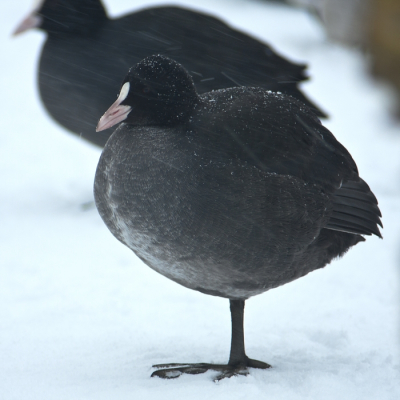 Nou, het plaatje spreekt voor zich. De Meerkoeten hadden het niet zo naar hun zin.
Vind dit wel een beetje licht modelletje.