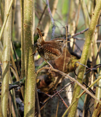 Sinds ik een nieuwe woning heb, is er beneden bij mij een schitterend park met een grote vijver. Hier zitten vele vogels altijd in het struikgewas. En aangezien ik graag vogels en natuur fotografie doe, plaats ik deze foto op Birdpix. Om de meningen te horen en delen van anderen Birdpix gebruikers.