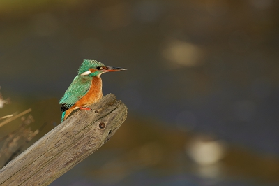 Mijn eerste ijsvogel kunnen fotograferen.
Dit is toch wel een van mijn mooiste momenten van 2012.
De adrenaline stroomt dan behoorlijk kan ik je zeggen.
Ik ben er best blij mee!