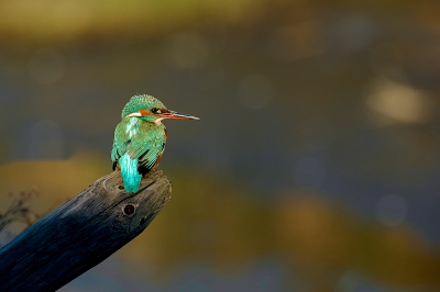 Dit is mijn tweede upload van het ijsvogeltje.
Hier zat hij met zijn rug naar me toe om zijn prachtig verenkleed te laten zien.
Dit was het laatste licht dat op het paaltje viel.
Ik ben er best blij mee!