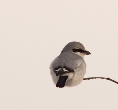 Vanmiddag direct naar de sneeuwval toch nog even op zoek geweest naar de klapekster. Kon op redelijke afstand toch mijn eerste foto maken van deze prachtige vogel.