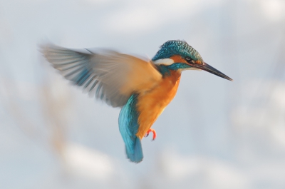 Ik was vandaag voor het eerst getuige van een 'biddende' IJsvogel, en nog wel vlak voor mijn neus! Jammer genoeg niet genoeg licht voor snelle sluitertijd, maar de vogel hing zo stil, dat eigenlijk alleen de vleugels beweging tonen. Ik ben er heel blij mee!