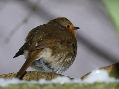 In de achtertuin gefotografeerd, zoals mijn meeste foto's. Ik kon heel erg dichtbij komen.