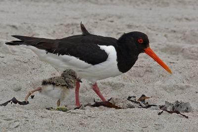 na al die sneeuw even een plaatje uit het voorjaar. prachtig weer op het strand van Dune het kleine zandeilandje naast Helgoland. Twee scholeksters liepen met 3 jongen naar voedsel te zoeken. De jongen konden niet vliegen en de ouders bleven bij ze. Hierdoor kon ik dichtbij komen. Ze bleven allen overigens erg rustig verder zoeken naar eten en de kleine deed wat rek- en strekoefeningen. Prachtig weer, maar wel veel (koude) wind.