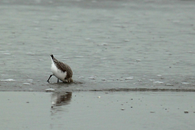 deze kleine strandlopertjes vermaakten zich prima met de gaande en komende golven, zelfs tot ze met hun kopje volledig in het zand zaten!