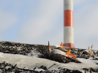 Voor ons prachtige dagen, maar voor de vogels op de wadden is een strijd om te overleven. Boven de vloedlijn liggen meerdere tureluurs met ijs op de veren, die de koude nacht niet aan konden. n leefde nog en die heb ik naar de vogelopvang gebracht. Een druppel op de gloeiende plaat (bij deze temperaturen), maar toch.