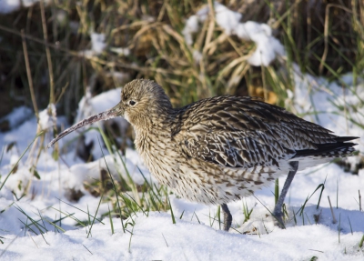 Ik was opzoek naar een Ijsvogel toen deze mooie Wulp precies voor mij kwam zitten. Hij was lekker aan wroeten in de sneeuw opzoek naar eten.