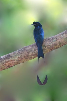 Volgens mij de eerste foto van deze variant op BP - in elk geval een erg lastig soort, meestal verborgen in het dichte gebladerte van de jungle. Hier zat 'ie heel kort vrij - alleen doordat er nauwelijks licht was is de foto gemaakt met ISO3200 - ik heb geprobeerd te redden wat er te redden valt. Ben benieuwd of 'ie door de selectie komt ;-)