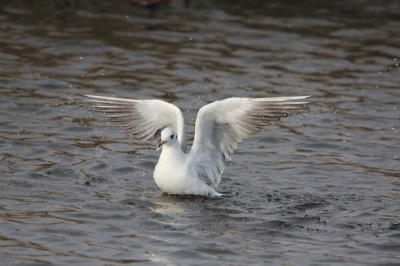 Deze foto heb ik kunnen maken bij een enorm groot wak vlakbij Sint Annaparochie. Honderden watervogels zaten op de wal en een heel aantal lekker aan het badderen in het water. Er waren hoofdzakelijk veel meerkoeten, wilde eenden en een aantal kokmeeuwen. Er was 1 dodaars bij. Deze kokmeeuw heb ik vanuit de auto gefotografeerd met een camouflagenet over de auto.