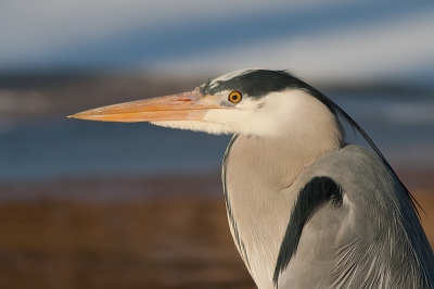 Ook voor de reigers is het een moeilijke tijd. Deze reiger stond vlak bij een bruggetje waarvan af ik deze foto kon maken. Hij stond niet geheel op de foto daarom dit portret.
Uit de hand geschoten.