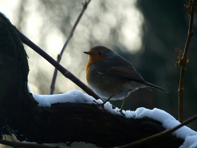 Een roodborstje in de sneeuw in de schemering. Expres in de schemering gefotografeerd, omdat dat ik dat een mooi effect vond geven. De tak als een soort omlijsting gebruikt.