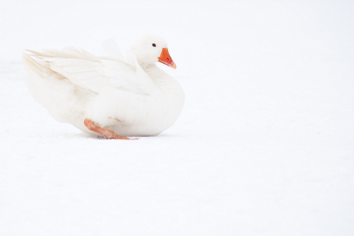 Vandaag een rondje Vlietlanden gedaan met m'n vader.
De ene plas was dichtgevroren dat er wedstrijden op werden geschaatst, en de andere was helemaal niet bevroren. Veel vogels daar dus.

Op een slootje achter de niet bevroren plas dit plaatje kunnen maken. 

Ben benieuwd wat jullie er van vinden!