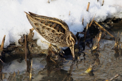 Afgelopen weekend liet dit prachtige vogeltje zich goed fotograferen in een slootje waarin ondanks de strenge vorst nog wat water stroomde.