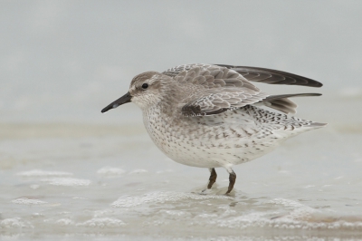 Door het strenge weer zijn de meeste steltjes zeer tam. Een laagje sneeuw op het strand zorgde vandaag voor mooi licht.