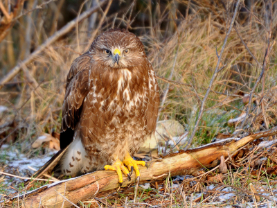 Deze opname was een mooie afsluiting van de dag. Voor een keer bleef deze Buizerd zitten toen ik stopte. Eerst voorzichtig fotos gemaakt van achter het glas maar met vieze ramen was dat geen succes. Toen maar voorzichtig het raam op een kiertje. Het zachte zonlicht gaf een mooie gloed.