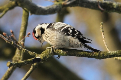 Een prachtige winterdag in de AWLD. Hij hipt vliegensvlug als een pimpelmeesje, maar het is echt een specht. Lastig te volgen met de camera, maar uiteindelijk staat hij er op.