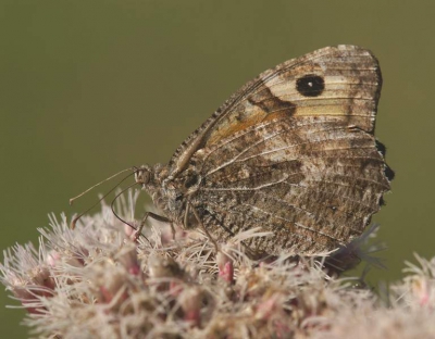 Tijdens het wandelen door de duinen zagen we deze Heivlinder.