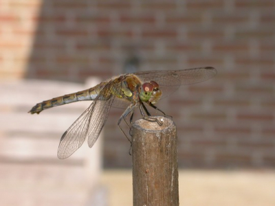 Op bamboestokje in de tuin.