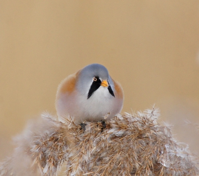 Mijn eerste foto op birdpix. Gisteren een groepje baardmannen in Almere in alle rust kunnen fotograferen. Meerdere foto's kunt u zien op mijn blog: www.dewerelddoormijnlenzen.blogspot.com