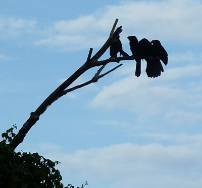 Op een plantage aan de Commewijnerivier zaten veel groepjes Kleine Ani's. Het zijn sociaal levende vogels, alleseters.
Het opvallendst is hun platte snavel die op deze silhouetfoto goed te zien is.