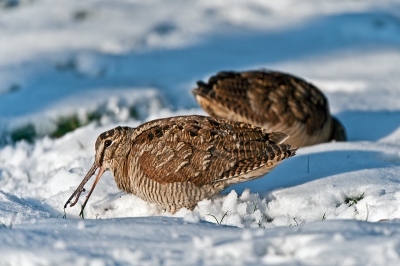 Een bijzondere ontmoeting vandaag. Voor het eerst kon ik een Houtsnip fotograferen, twee zelfs en nog foeragerend ook.